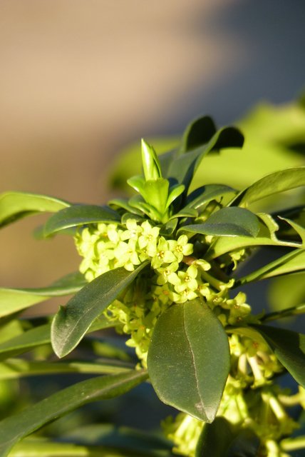 Daphne laureola fleur